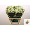 Astrantia major billion stars blanc XL -...