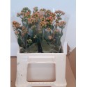Kalanchoe brilliant orange - Laurant Fleur