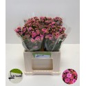 Kalanchoe Taffy Pink Meadow - Laurant Fleur