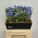 Myosotis alpestris Blue Memory - Hype Flower