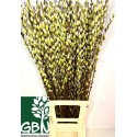 Salix WeidenkÃ¤tzchen 100cm - Gartenbau...