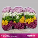 santini MIX POMPON - Zentoo