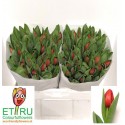 tulipe Escape rouge - ETRU colourfulflowers