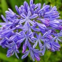 Agapanthus atlantic ocean - Marginpar /...