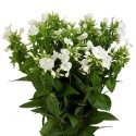 Phlox pa whitecap - Y z m lev flw Ltd
