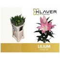 lilium COLET 5+ - .