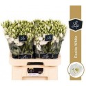 lysianthus G ROSI blanc BERG - .