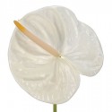 anthurium acropolis blanc X10 - .