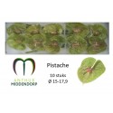 anthurium pistache x 10 - AnthurMiddendorp