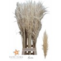 Cortaderia Evita blanc - Pacific Floral BV
