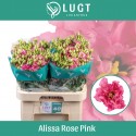 lysianthus G ALISSA ROSE PI - Lugt Lisianthus