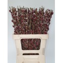 Salix gracilistyla Pink Cushion - H.C....