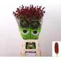 Sanguisorba officinalis 'Red Dream' -...