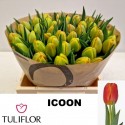 TU Icoon - Tuliflor