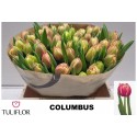 TU Columbus - Tuliflor