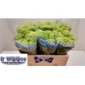 Viburnum Opulus Roseum Sneeuwbal Wit 50cm...