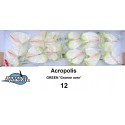 anthurium acropolis blanc 12 vert / Groene...