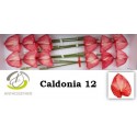 anthurium CALDONIA - Anthogether Oosterzon