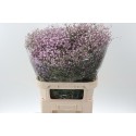 Gypsophila Pan My Pink - Naor Miri