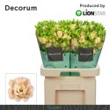 lysianthus G Alissa Light Apricot -...