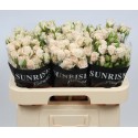 R branchue ROYAL PORCELINA - Sunrise Roses...