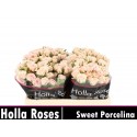 R branchue SWEET PORCELINA - Holla Roses BV