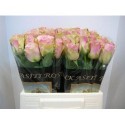 R GR BELLE ROSE - Agri Lake Roses