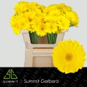 germini MORENO - Summit Den Houter Gerbera