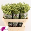Limonium China Summer - Imani Flowers Ltd