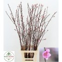 PEACH BLOSSOM PINK 100CM - Buon Vicino