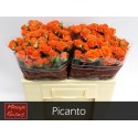 R branchue PICANTO 50 - Minaye Flowers