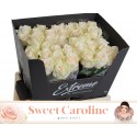 R GR SWEET CAROLINE - Brockhoff EXTREME