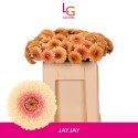 GE BV BOL JAYJAY - Klein fust (555) - LG...