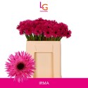germini PUNKI IRMA - Klein fust (555) - LG...