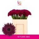 germini PUNKI ISRA - Klein fust (555) - LG...