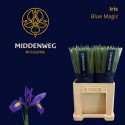 Iris Blue Magic Middenweg - Middenweg...