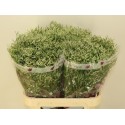 Limonium Clear Diamond - Imani Flowers Ltd
