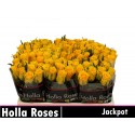 R GR JACKPOT+ - Holla Roses BV