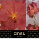 VANDA NI SALMON - Ansu
