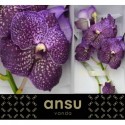 VANDA SU VIOLET DARK - Ansu