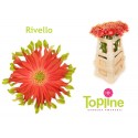 germini Pastini Rivello - Topline Gerbera