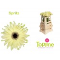 germini Pastini Spritz - Topline Gerbera