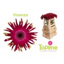 germini Pastini Vicenza - Topline Gerbera