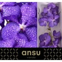 VANDA KAN MAG BLUE - Ansu