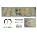 anthurium acropolis blanc groen x 12 -...