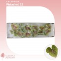 Anthurium Pistache - Floricola Iacomino