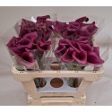calla Durban 50 cm - van Schie Calla's