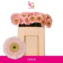 GE MB DOTTIE ODILE - Klein fust (555) - LG...