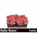 R branchue TRALALA - Holla Roses BV