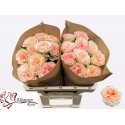 R GR Amberley Park! - Kluempen Roses